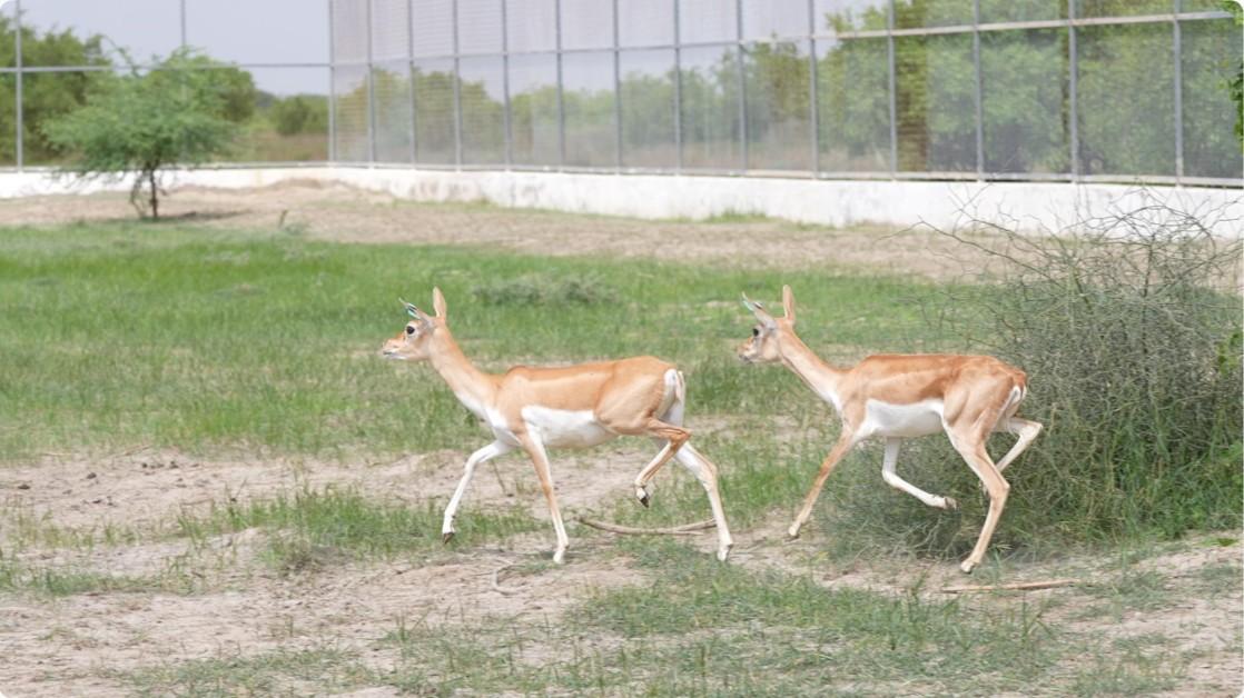 20 Blackbucks Rewilded in Banni Grassland on India’s 80th Independence Day to Restore NativeWildlife
