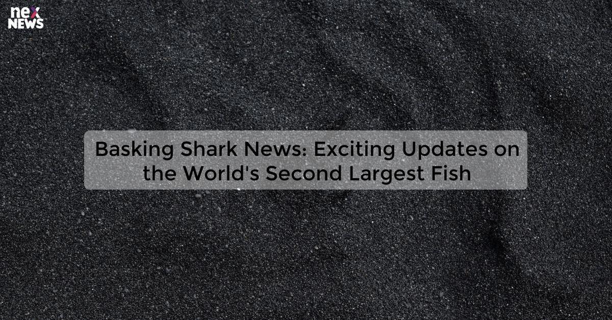 Basking Shark News: Exciting Updates on the World's Second Largest Fish