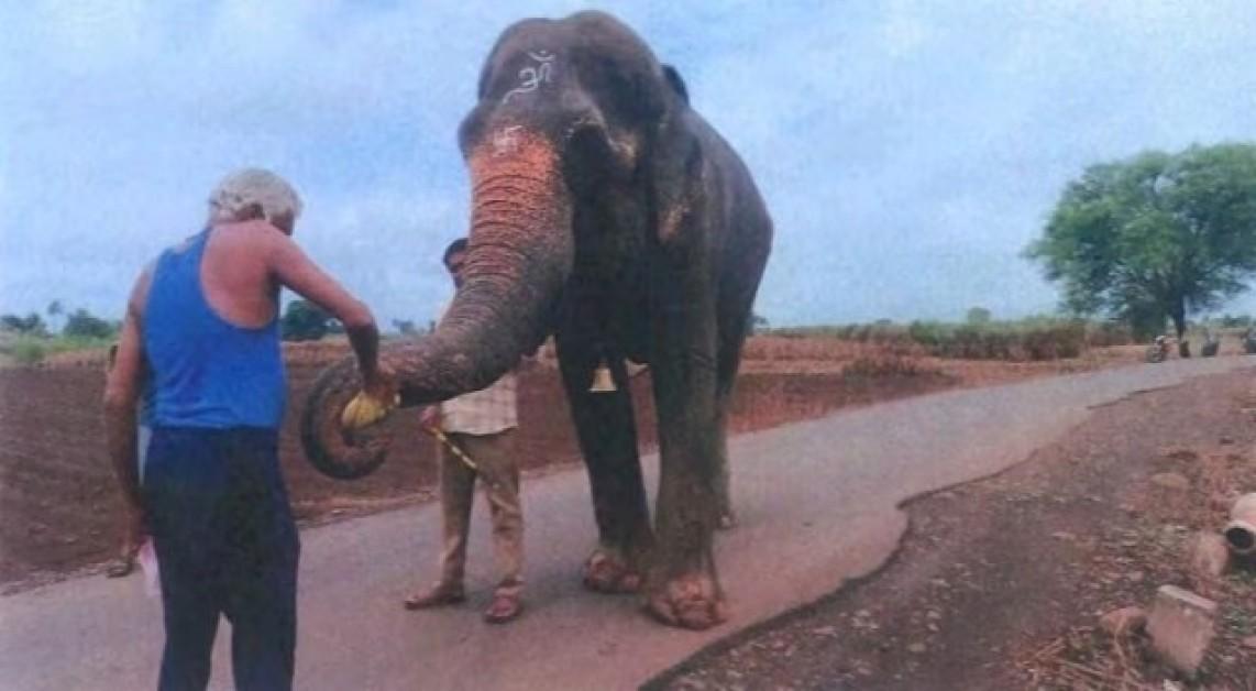 Bombay HC Approves Transfer of Elephant Mahadevi to Gujarat Sanctuary Backed by Anant Ambani’s Radhe Krishna Trust
