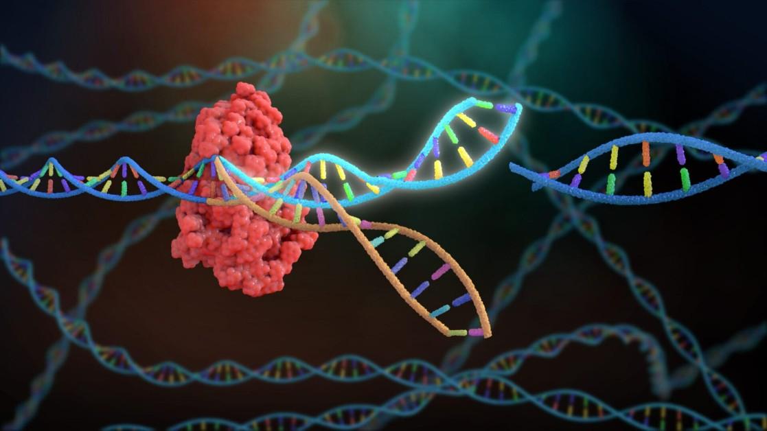 CRISPR and the Future of Genetic Engineering