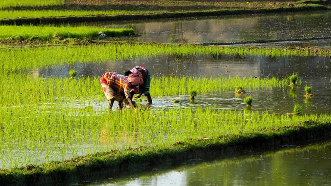 Crop Protection Plans Activated Across 315 Districts