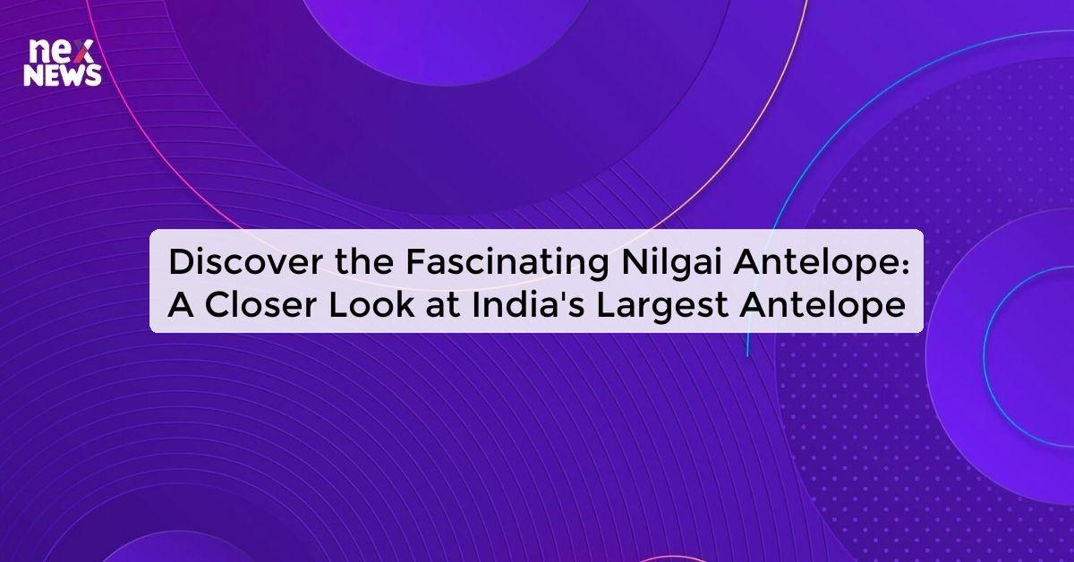 Discover the Fascinating Nilgai Antelope: A Closer Look at India's Largest Antelope