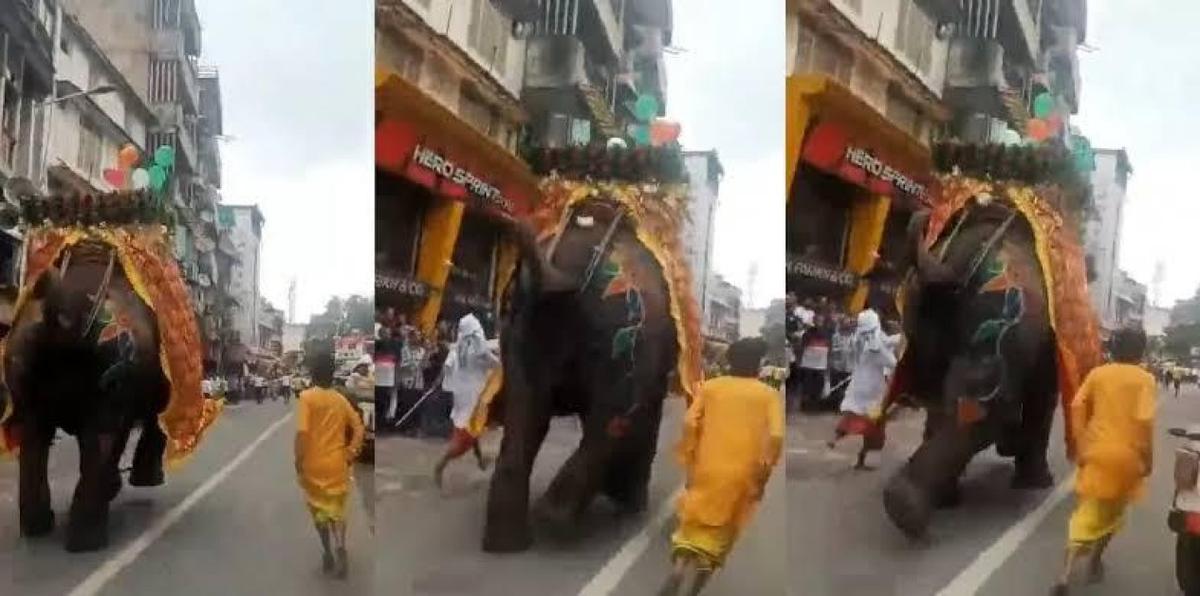 Distressing Video of Elephants at Rath Yatra Sparks Outcry; Vantara Among Those Offering Help and Hope