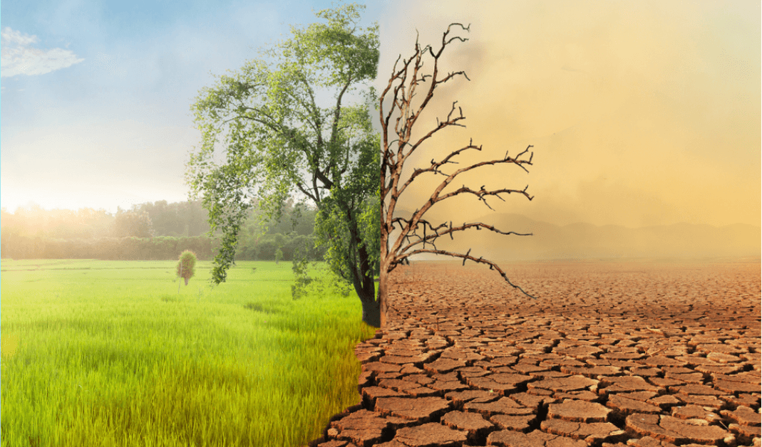 Simple Lifestyle Changes That Can Help Fight Climate Change in 2025