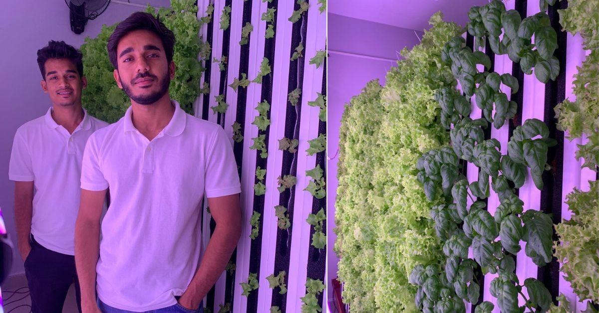 Engineer Friends Build AI-Enabled Hydroponic Setup to Grow Exotic Plants; Earn Rs 50 Lakh/Year