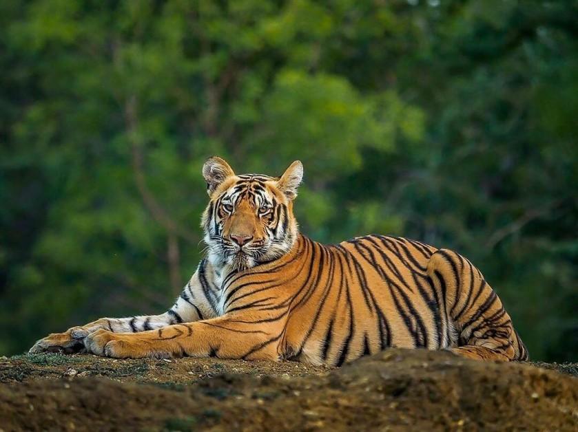 How India Became Home to 75% of the World’s Tigers by Doubling Their Population