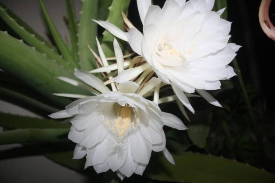 India’s 6 Rarest Summer Flowers: One Blooms Only Every 12 Years!