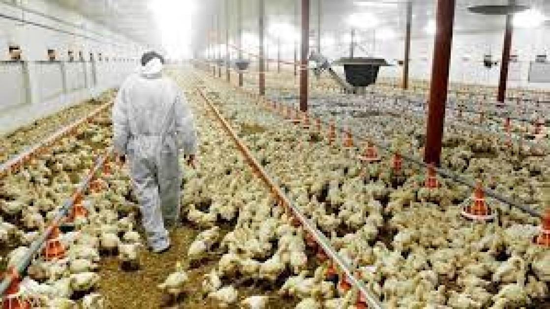 Karnataka Intensifies Surveillance After Bird Flu Cases Detected In Raichur, Chikkaballapur & Ballari