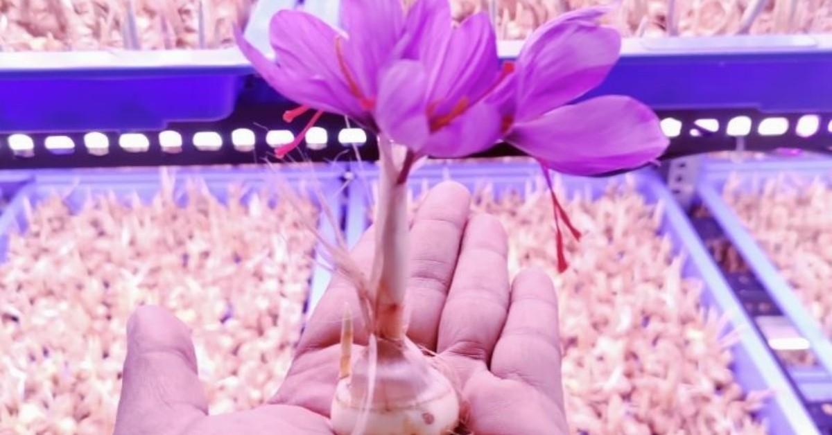 Meet the Engineer Who Grew Kashmiri Saffron in Kerala & Earned Rs 12 Lakh in a Year