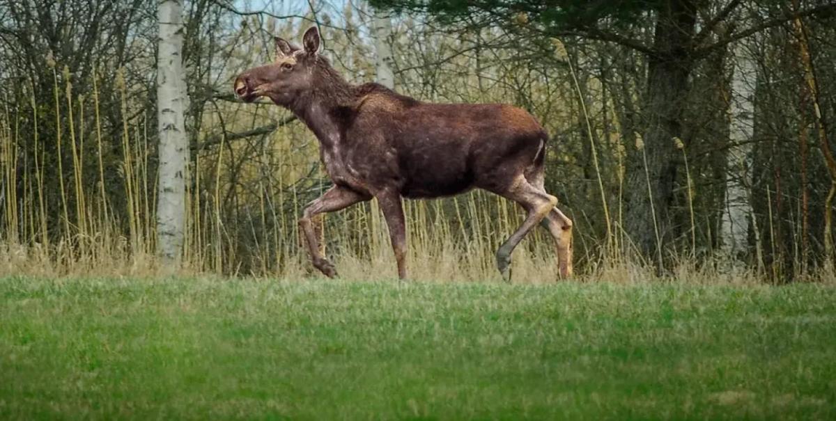Millions Watch Sweden's Epic Moose Migration Live Stream for Three Weeks