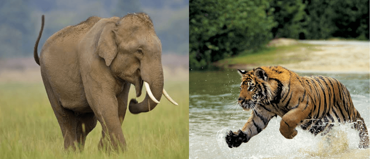 PROJECT TIGER AND ELEPHANT