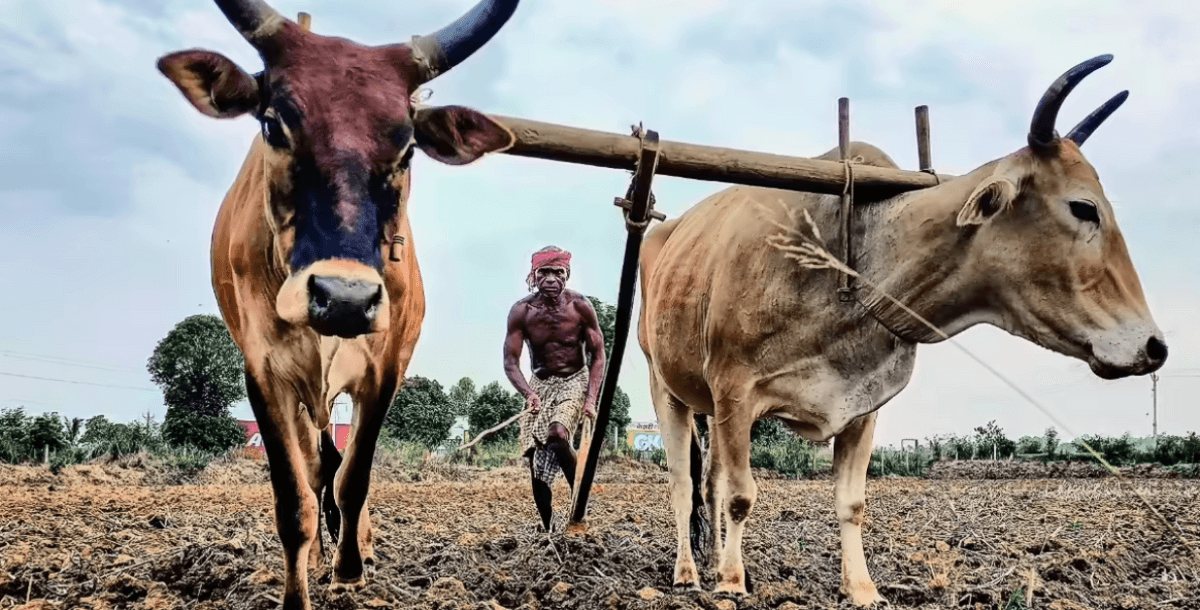 Rainfall Deficit: Contingency Plan for Key Farm States