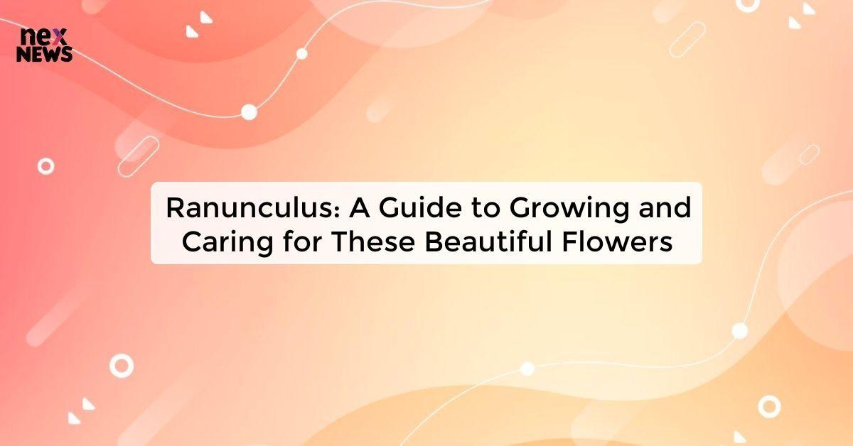 Ranunculus: A Guide to Growing and Caring for These Beautiful Flowers