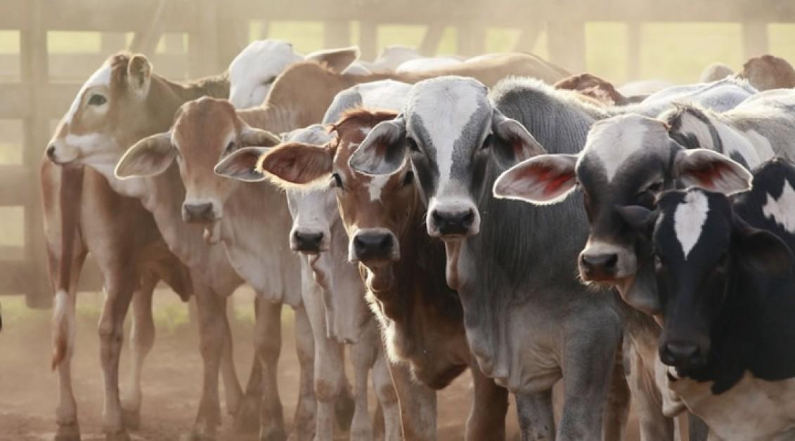 RESEARCH EDUCATION AND TECHNOLOGY DEVELOPMENT FOR SUSTAINABLE LIVESTOCK HEALTH AND PRODUCTION TOWARDS NUTRITIONAL SECURITY