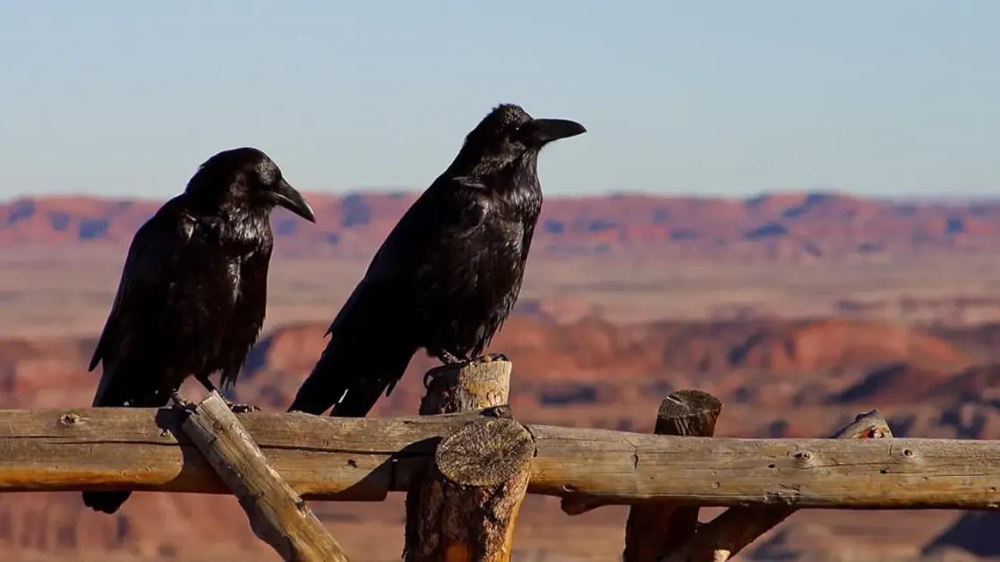 Research Reveals Crows Can Hold Grudges for Up to 17 Years