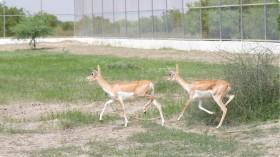 20-blackbucks-rewild_1786880815380836456.webp