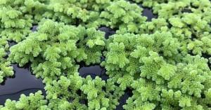 could-this-aquatic-f_1744282637161057074.webp