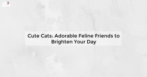 cute-cats-adorable_1719812038421812451.webp