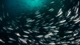fisheries-and-aquacu_1734680433510539875.webp