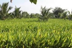 how-horticulture-tra_1742631326369303431.webp