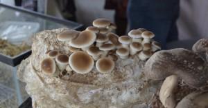 how-to-grow-oyster-m_1744276104278576695.webp