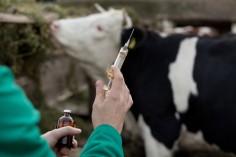 livestock-health-and_1734353939761713781.webp