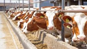 livestock-health-and_1734600816410776692.webp