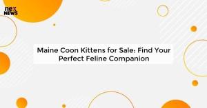 maine-coon-kittens-f_1719821442459996442.webp
