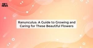 ranunculus-a-guide_1719816709501311035.webp