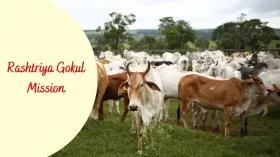 rashtriya-gokul-miss_1734602548933248956.webp