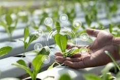 strengthening-agricu_1734682769593965434.webp