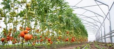 technology-based-sup_1734683548501678959.webp