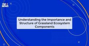 understanding-the-im_1725511566475604541.webp