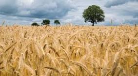 uttarakhand-farmer-d_1742632278535090697.webp
