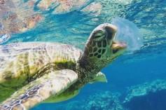 why-olive-ridley-tur_1742631591431180061.webp