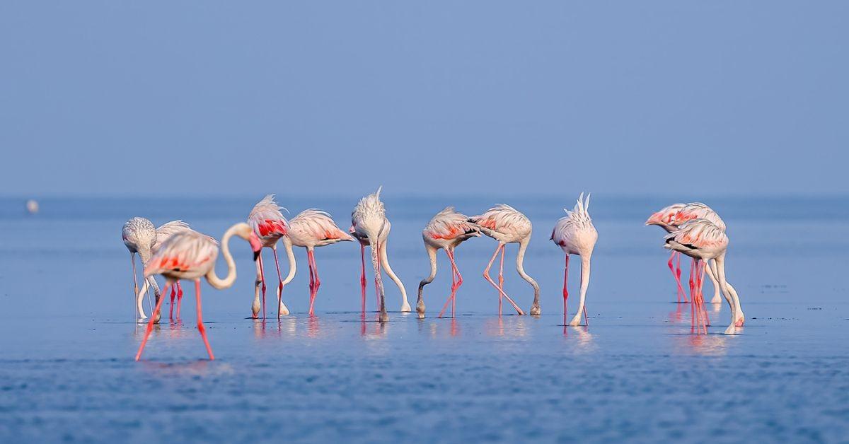Stunning Flamingo Photos Capture Pulicat Lake's Pink Paradise Near Chennai
