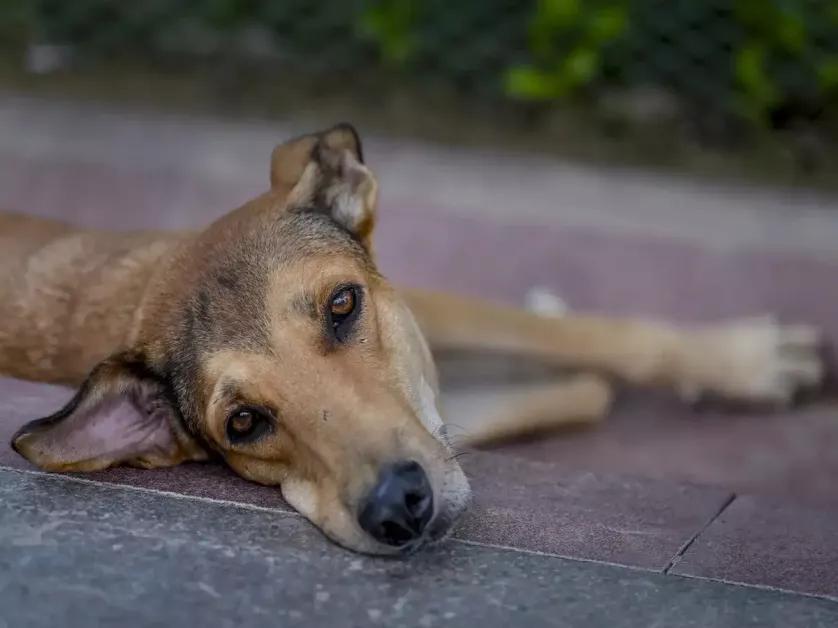 Supreme Court Reserves Judgment in Delhi-NCR Stray Dogs Relocation Case