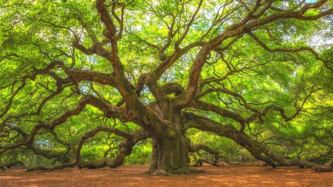 The 1,500-Year-Old Angel Oak Tree Still Stands Tall in South Carolina