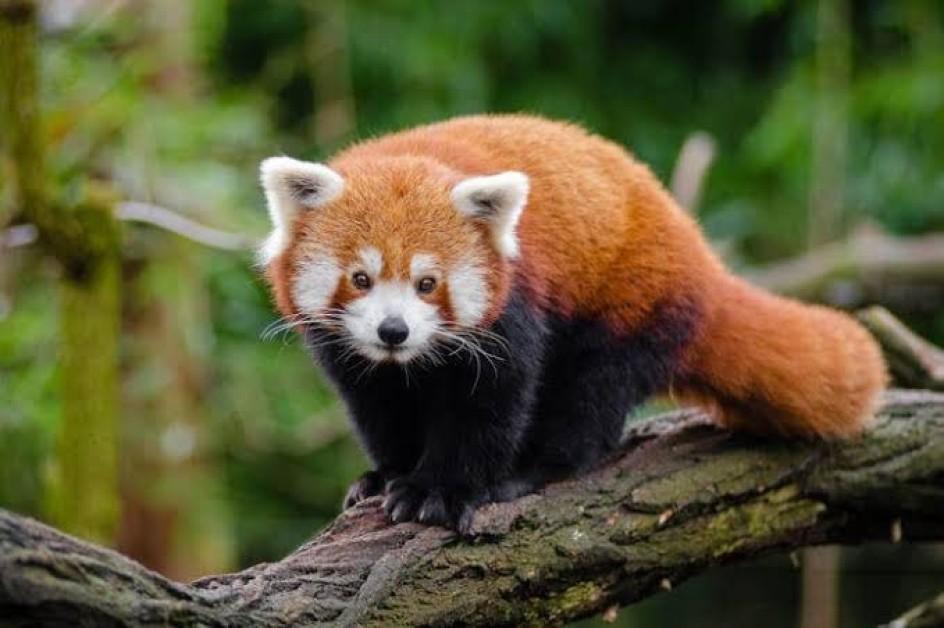 The Red Panda Rescue: How Darjeeling Zoo is Protecting the Himalayas’ Rarest Inhabitant