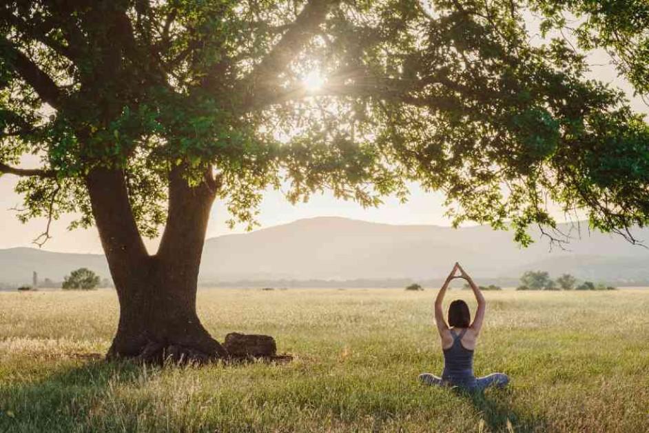 Trees and Mental Health: The Healing Power of Nature