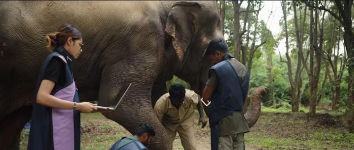 Vantara’s Lifesaving Efforts for Mahadevi Interrupted Amid Calls for Her Return