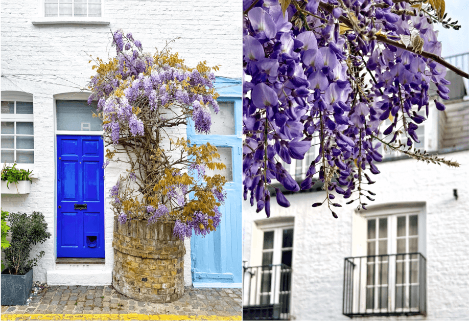Wisteria Season Transforms London Into a Dreamy Purple Wonderland