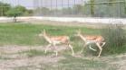 20-blackbucks-rewild_1786880815380836456.webp