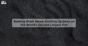 basking-shark-news_1719812039291818531.webp