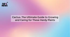 cactus-the-ultimate_1719029215499402111.webp