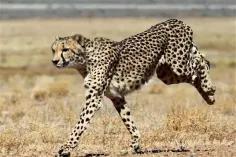 cheetahs-blamed-for_1743752909188233967.webp