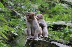 from-model-to-monkey_1742886460739439011.webp