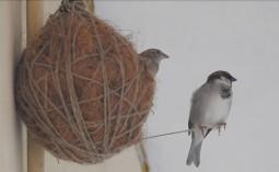 how-nest-man_1742543876234659218.webp