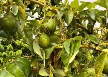 how-one-maharashtra_1742886234661124150.webp