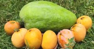 how-to-grow-giant-no_174297571537040737.webp